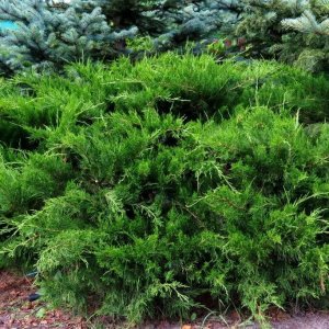 Borievka prostredná (Juniperus x media) ´MINT JULEP´ - priemer rastliny 20-30cm, kont. C2L